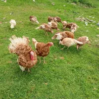 جوجه بوقلمون و بوقلمون  محلی قلی خومالی