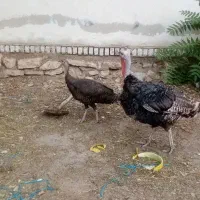 بوقلمون نر وماده جوان