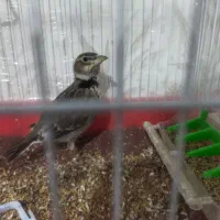 ترگا|پرنده|اردبیل, |دیوار