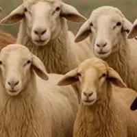 یک عدد بره نر ویک عددکوسفند گوشتی