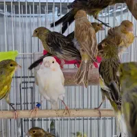 فروش قناری بالغ ماده و نر سالم سرحال