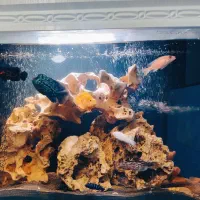 آکواریوم منحنی شرکتی