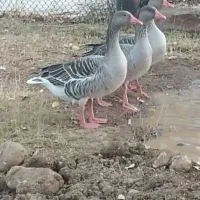 غاز محلی کرچ شو پروازی