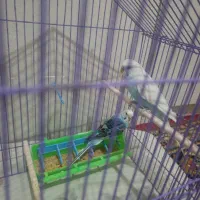 مرغ عشق|پرنده|اردبیل, |دیوار