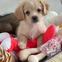 دوتا توله سگ  پاکوتاه واگذاری