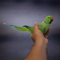 طوطی عروس کوتوله ملنگو گرینچیک(میدان درب عطا)|پرنده|کاشان, سیفی آباد|دیوار