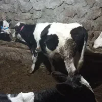 باسلام
