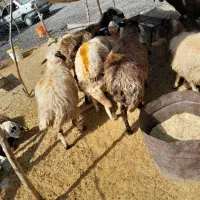 بره|حیوانات مزرعه|خرم‌آباد, |دیوار