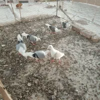 کبوتر فروشی