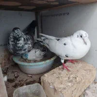 کفتر پرشی|حیوانات|بومهن, |دیوار