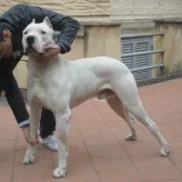 سگ واکسینه شده داگو و ژرمنشپرد