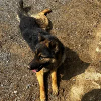 ژرمن|سگ|همدان, |دیوار