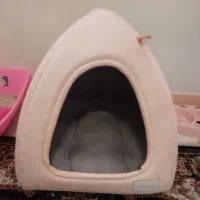 گربه نژاد رایج