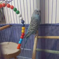 مرغ عشق ماده