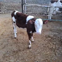 گوساله مونت ماده