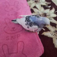 جوجه مرغ عشق سرلاک خور