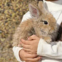 خرگوش|موش و خرگوش|رفسنجان, |دیوار