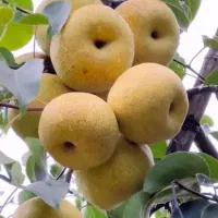 انواع نهال های پیوندی، بذری، پایه خارجی|خدمات باغبانی و درختکاری|سنندج, |دیوار