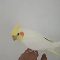 عروس هلندی ۸ ماهه دستی ماده