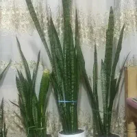 سه عدد گل سانسوریا