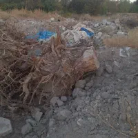 ریشه درخت