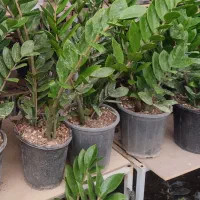 فروش گل های آپارتمانی|گل و گیاه طبیعی|کرج, جهان‌شهر|دیوار