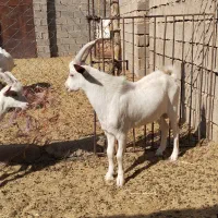 نری سانن
