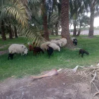 گوسفند فروشی