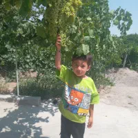 فروش ۱۴۰۰ متر  باغ و ویلای انگور در لاهرود|فروش زمین و ملک کلنگی|مشگین شهر, |دیوار