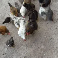 مرغ و خروس و جوجه کاملا طبیعی|حیوانات مزرعه|اردبیل, |دیوار