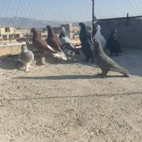 کفتر .کبوتر|پرنده|شیراز, شهرک کوشکک|دیوار