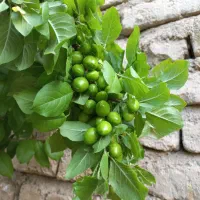 1300مترباغمنزل کنار بلده باغستان