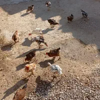 مرغ وخروس|حیوانات مزرعه|زرین دشت (همدان), |دیوار