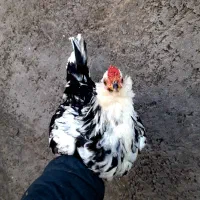 خروس گلین چلتاج ریش فول