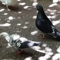سه جفت نر ماده هومر و  تلسکوپی ماده