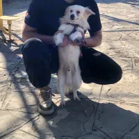 پامر اشپیتز ۱ساله