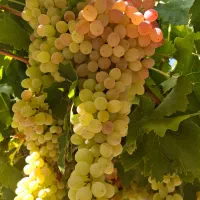 نهال|خدمات باغبانی و درختکاری|محمدیه-قزوین, |دیوار