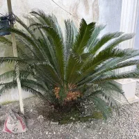 گل سیکاس (چند عدد موجود)