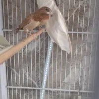 فنج بنگالی
