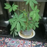 گل شفلرا