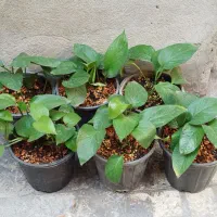 گیاه پتوس، فیکوس، گلدان