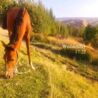 کره مادیان اصیل سالار بختیاری|اسب و تجهیزات اسب‌سواری|فولادشهر, B4|دیوار