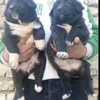 سگ قدرجونی نر و ماده