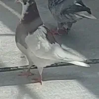 دوتاجوجه کفتر از تور فرار کرده