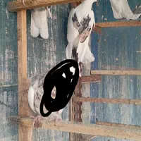 نر لک دوش،،سرور آتشی|پرنده|پیشوا, |دیوار