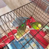 سه تا مرغ عشق زیبا|پرنده|تهران, سبلان (لشگر)|دیوار