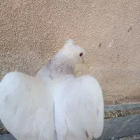 کفتر هفترنگ دم سفید.یهودی.سینه سیاه.کلاغ دم سفید|پرنده|سبزوار, جوادیه شرقی|دیوار