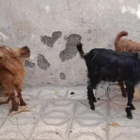 بزغاله ماده ۴راس قیمت همه باهم فقط|حیوانات مزرعه|مشهد, شهید قربانی|دیوار