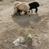 بره وکهره گوشتی وداشتی