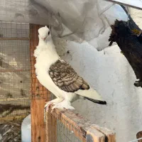 فروش کبوتر بلژیکی